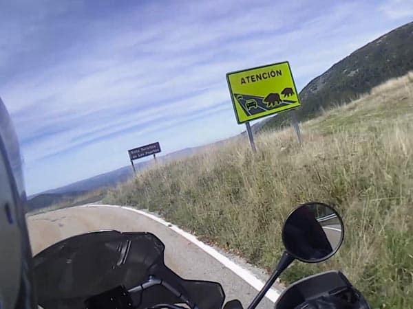 fauna salvaje anunciada en el paso por el Puerto de El Connio de Narcea a Ibias